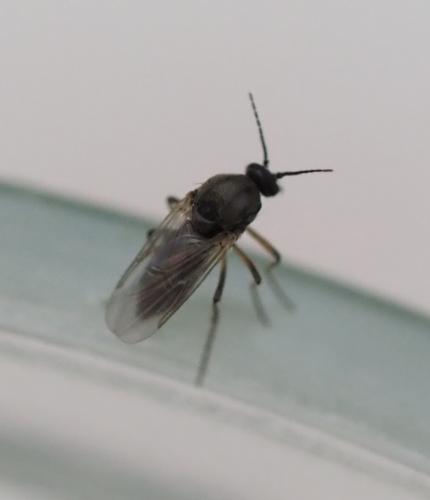 Atrichopogon sp.